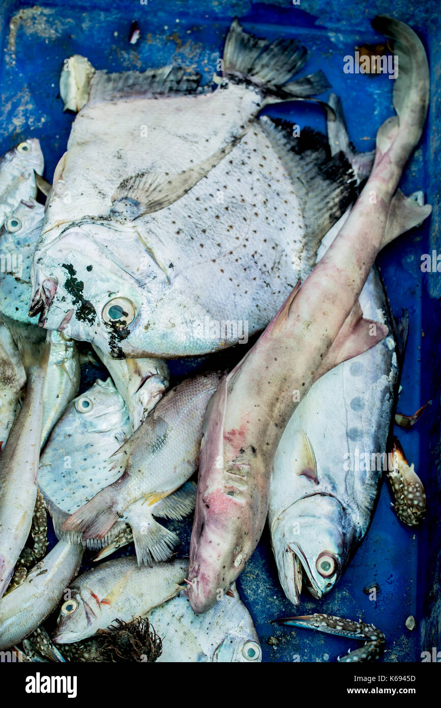 Animaux de la mer morte après avoir été pêché de la mer Photo Stock - Alamy