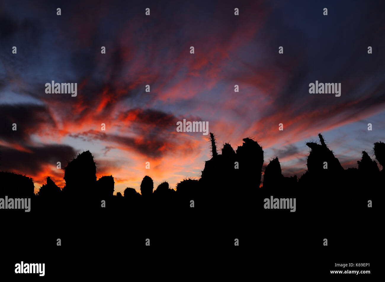 Coucher du soleil californien avec cactus silhouette dans weir Canyon Wilderness Park, Anaheim, Californie. Banque D'Images
