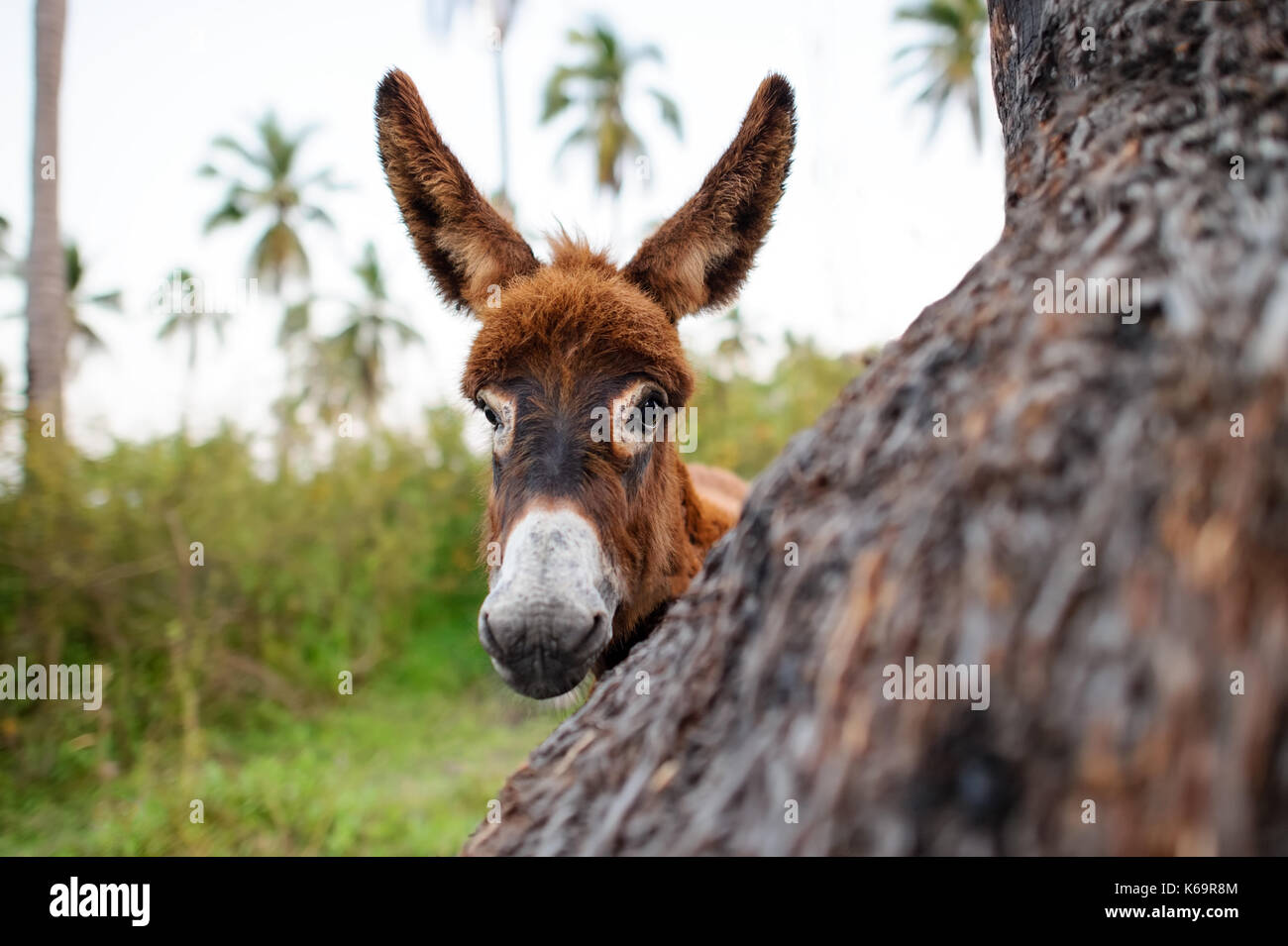 Bébé âne est un mignon bébé timide curieux avec âne grand grand adorable floppy ears à droite à vous. Banque D'Images