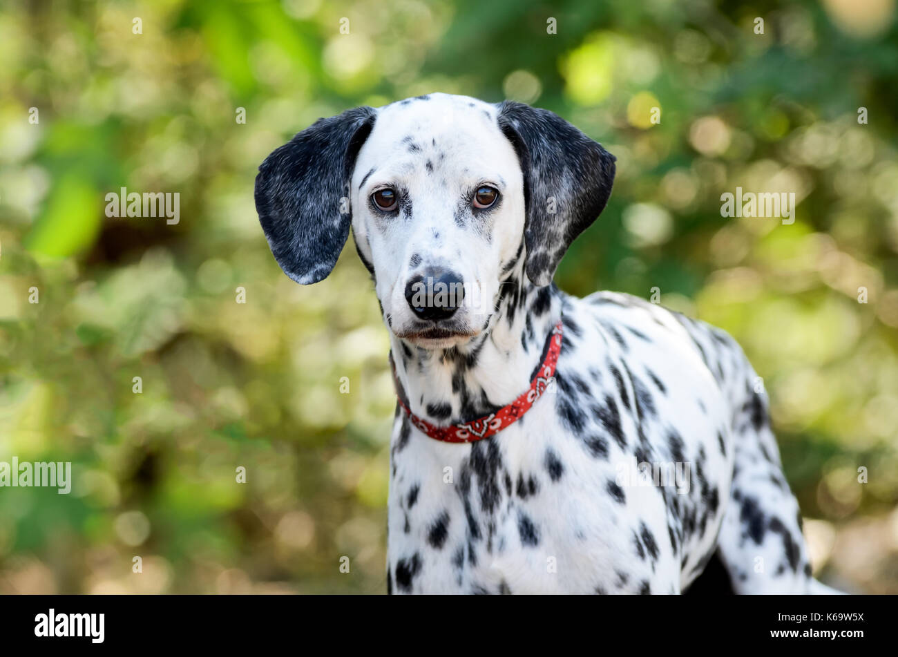 Chien dalmatien est un beau dalmation regarde droit sur vous. Banque D'Images