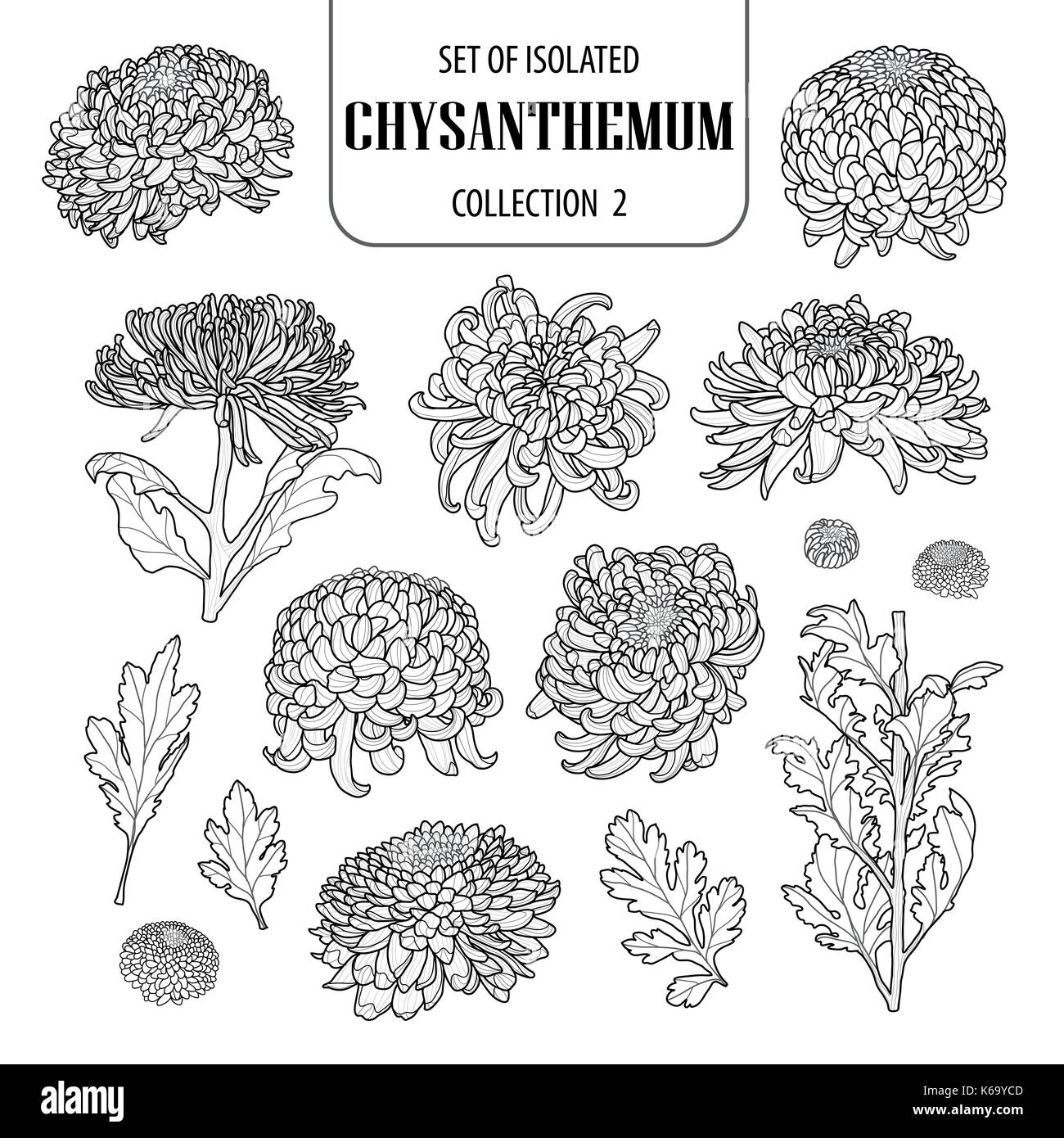 Ensemble de collection chrysanthème isolés 2. fleur mignonne illustration dans un style dessiné à la main. présenté en contour noir et blanc avion sur white Illustration de Vecteur