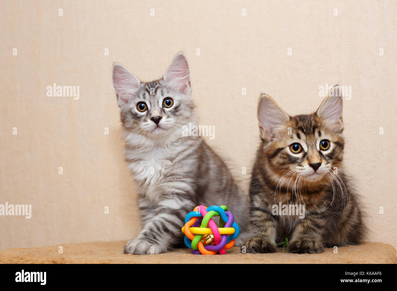 Deux Petit Chaton Tres Mignon Et Bobtail Toy Animaux Race De Chat Hypoallergenique Portrait D Un Chat Tigre Photo Stock Alamy