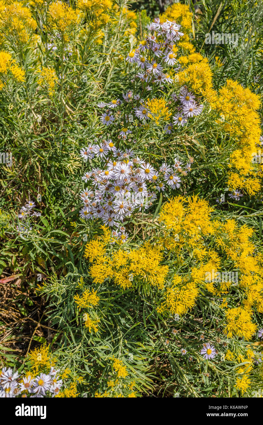 Asters lavande et jaune (Ericameria nauseosa bigelovie) wildflowers croissance ensemble créer de beaux contrastes. Banque D'Images