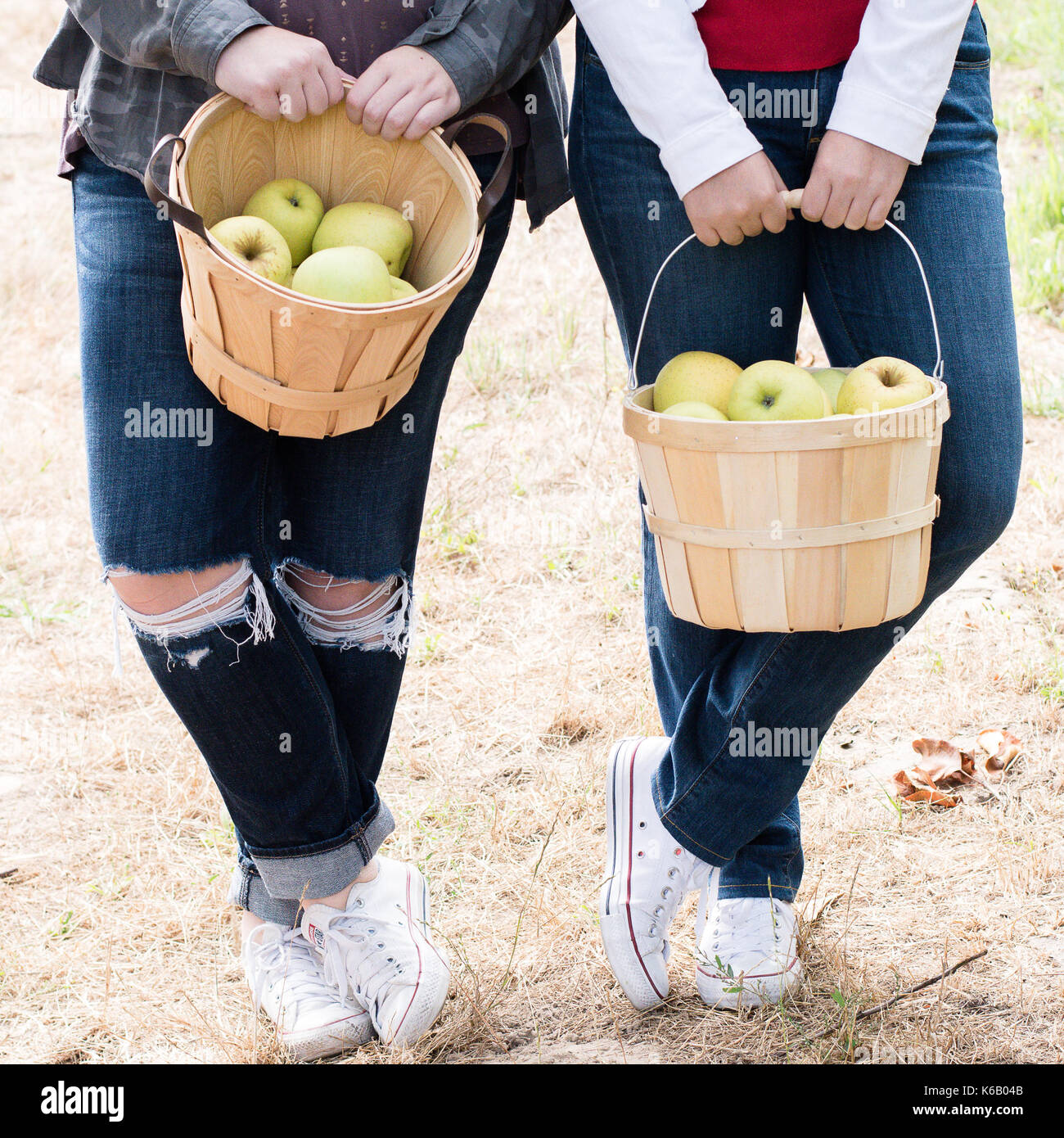 Prêt pour la cueillette des pommes d'or de l'arbre dans un verger à l'automne Banque D'Images