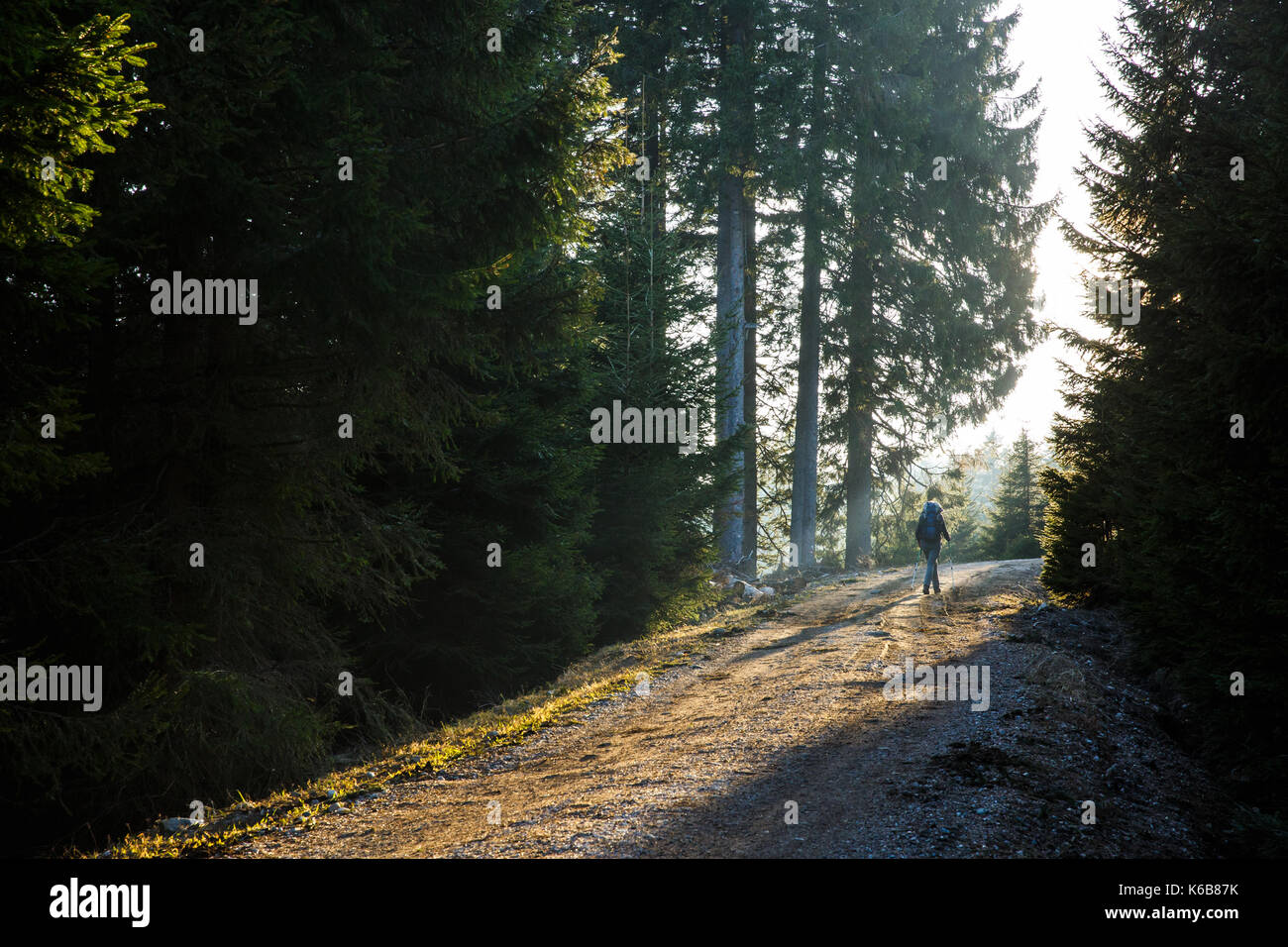 Randonneur femme marchant sur une route de montagne, soleil qui brille à travers les arbres, appréciant la solitude. mode de vie actif, dans la nature et dans le concept d'éclairage. Banque D'Images