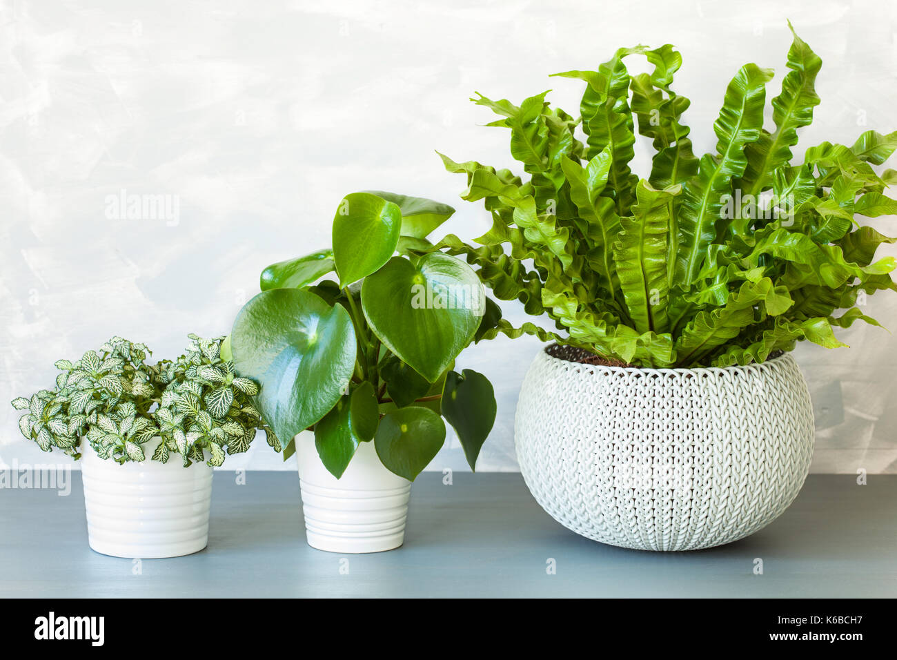 Plante d'Asplenium nidus, peperomia et fittonia en cache-pot Banque D'Images