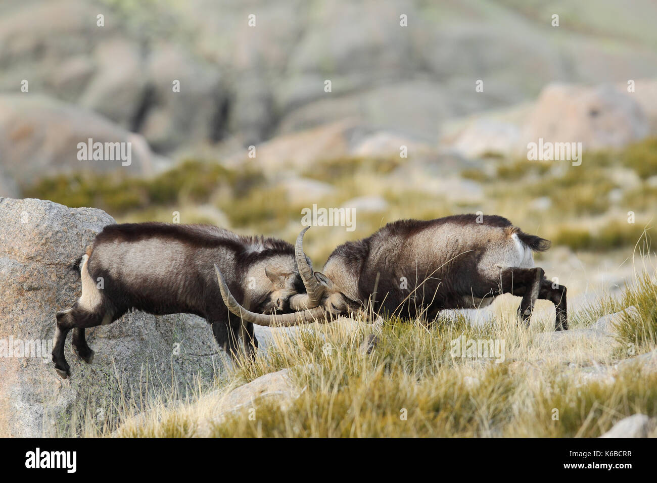 Ibex espagnol - la saison des amours Banque D'Images
