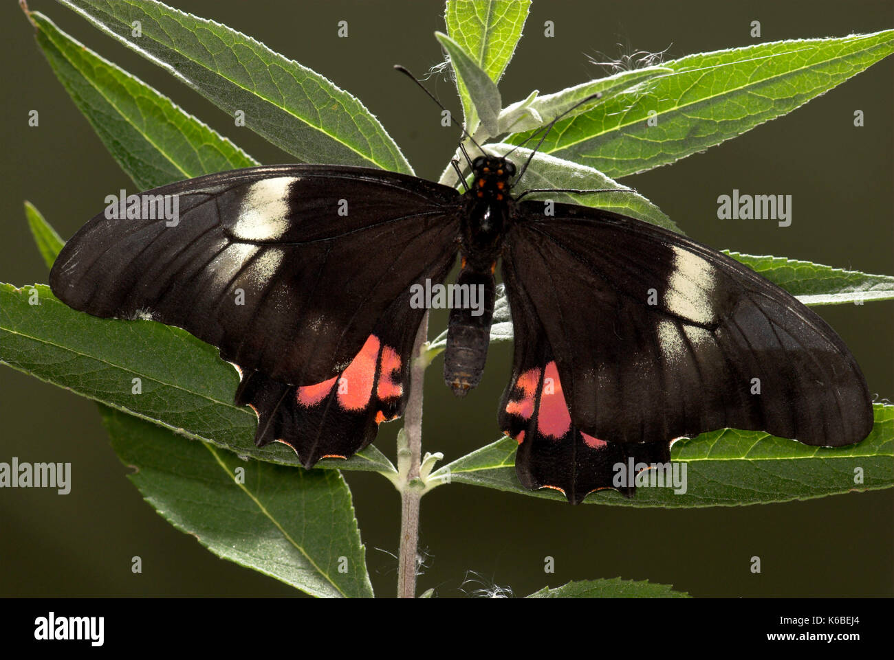 Ruby spotted swallowtail butterfly, papilio anchisiades, noir et rouge, trouvé le sud de l'usa, ailes ouvertes sur les feuilles au repos Banque D'Images