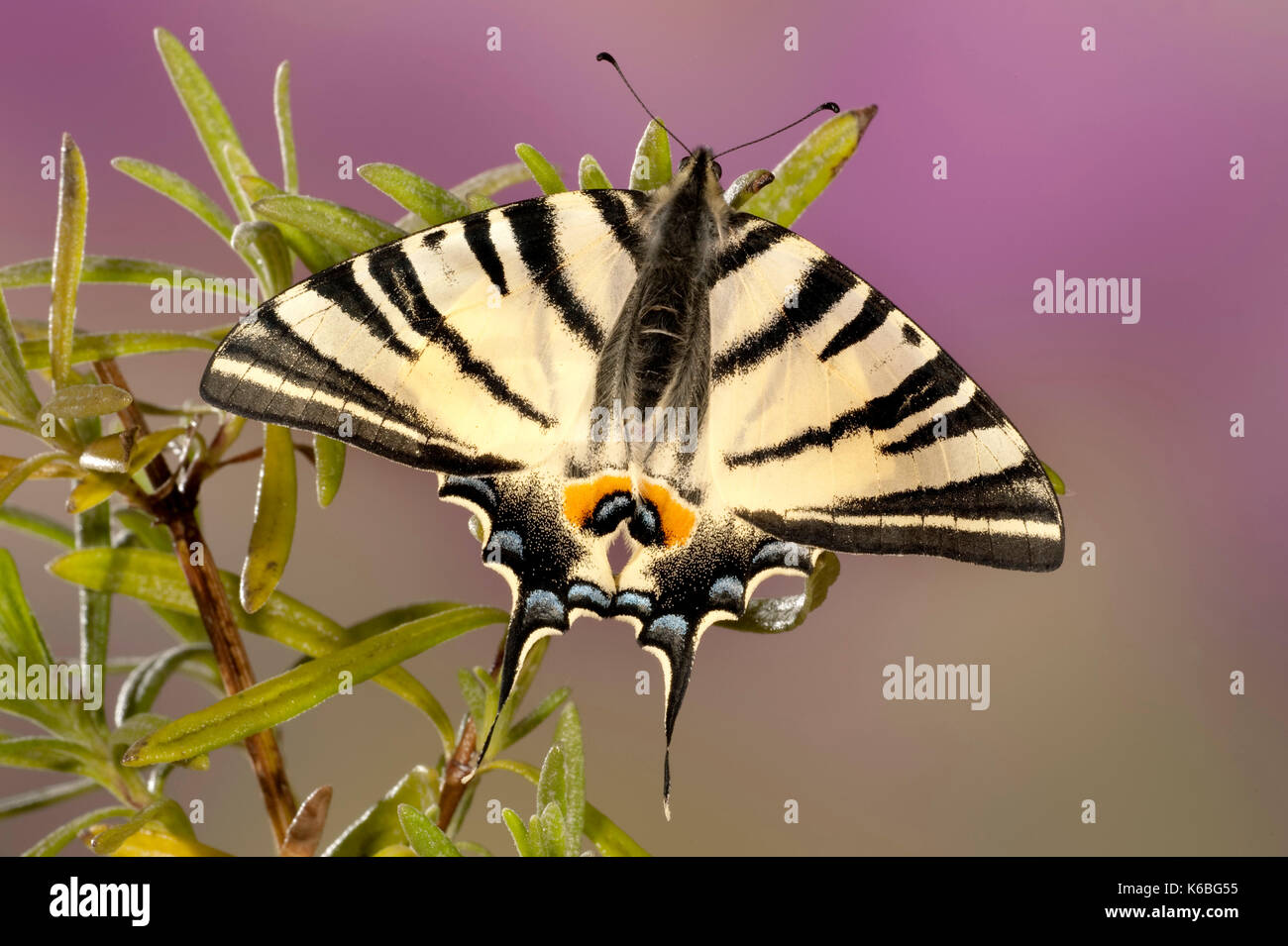 Les rares swallowtail butterfly, Iphiclides podalirius, european & moyen orient espèces, printemps et début de l'été, le repos avec des ailes ouvertes sur la lavande Banque D'Images