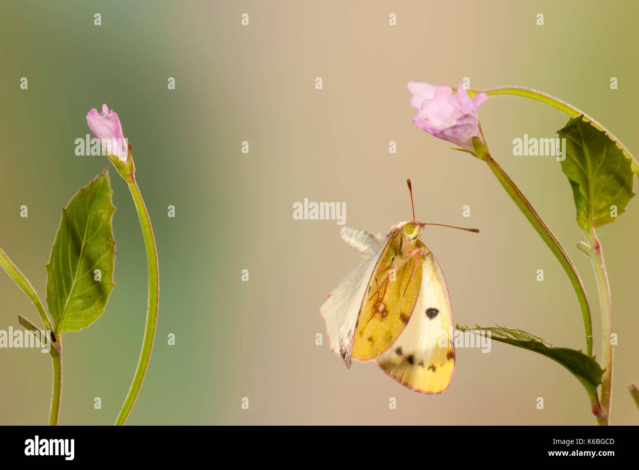 Berger a obscurci papillon jaune, colias australis, femme, uk, rare visiteur d'été, presque impossibles à distinguer de la pâle jaune assombrie hyale. thi Banque D'Images