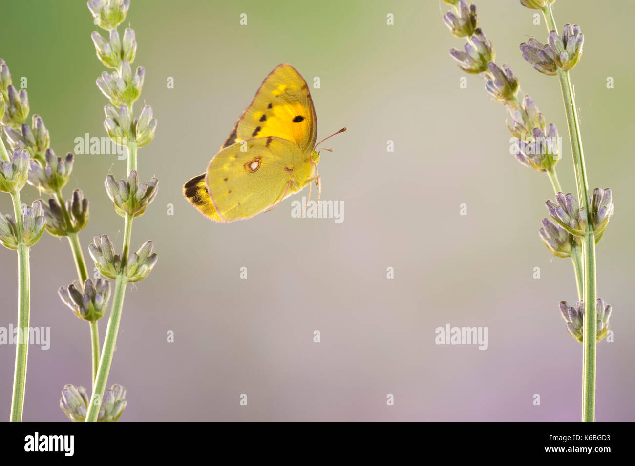 Berger a obscurci papillon jaune, colias australis, uk, homme rare visiteur d'été, presque impossibles à distinguer de la pâle jaune assombrie hyale. ce s Banque D'Images