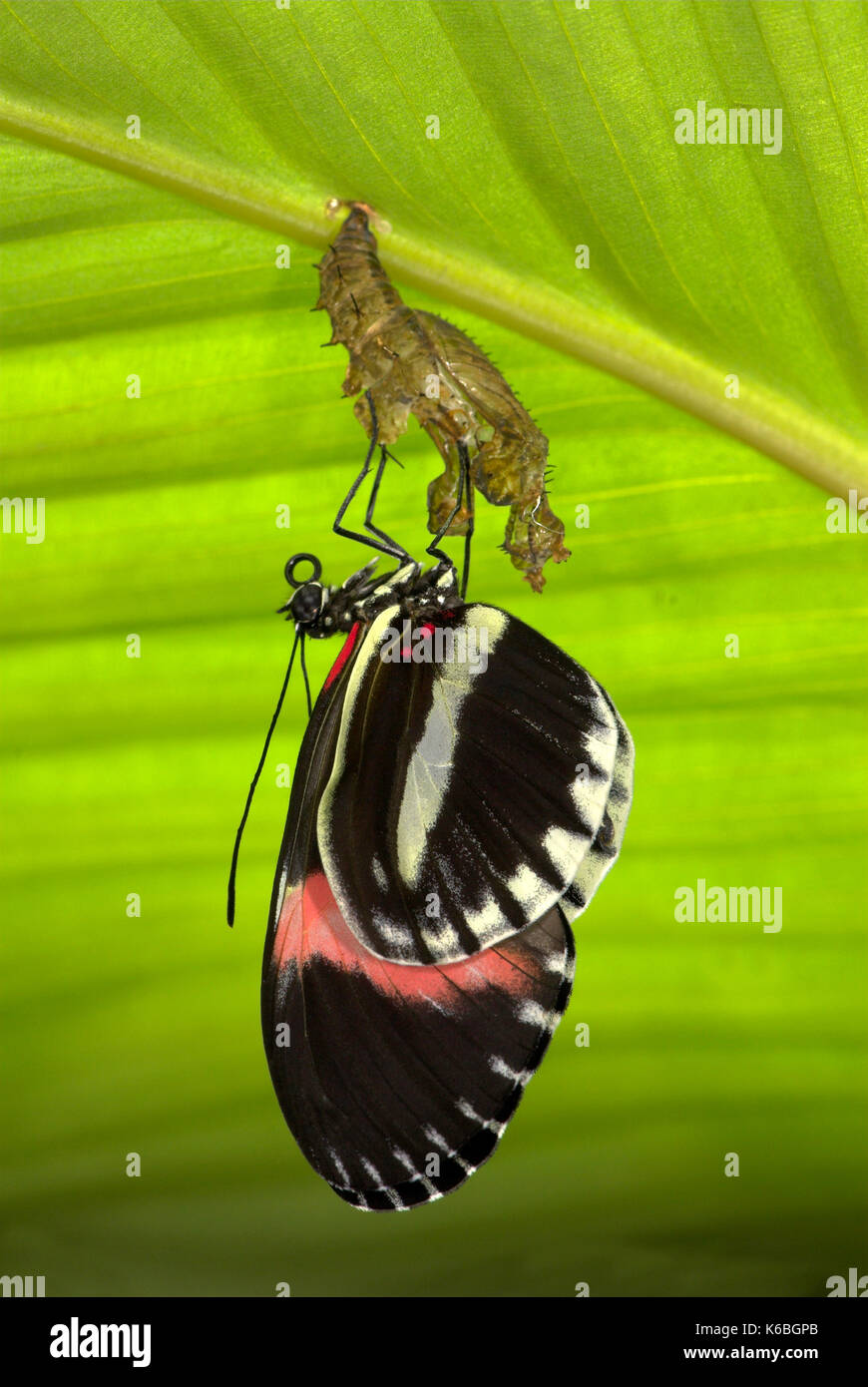 Petit ou rouge postman butterfly, heliconius erato, l'éclosion de chrysalides, jungle tropicale, forêt tropicale, l'un des rares papillons qui recueille et diges Banque D'Images