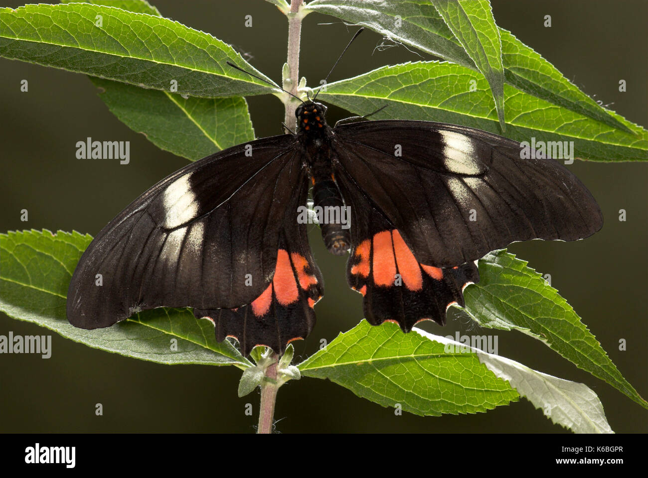 Ruby spotted swallowtail butterfly, papilio anchisiades, noir et rouge, trouvé le sud de l'usa, ailes ouvertes sur les feuilles au repos Banque D'Images