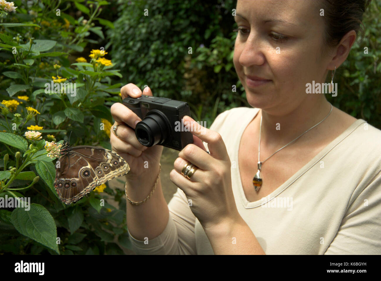 Jeune femme à regarder et à photographier les papillons, morpho bleu, morpho peleides, Stratford butterfly farm Banque D'Images