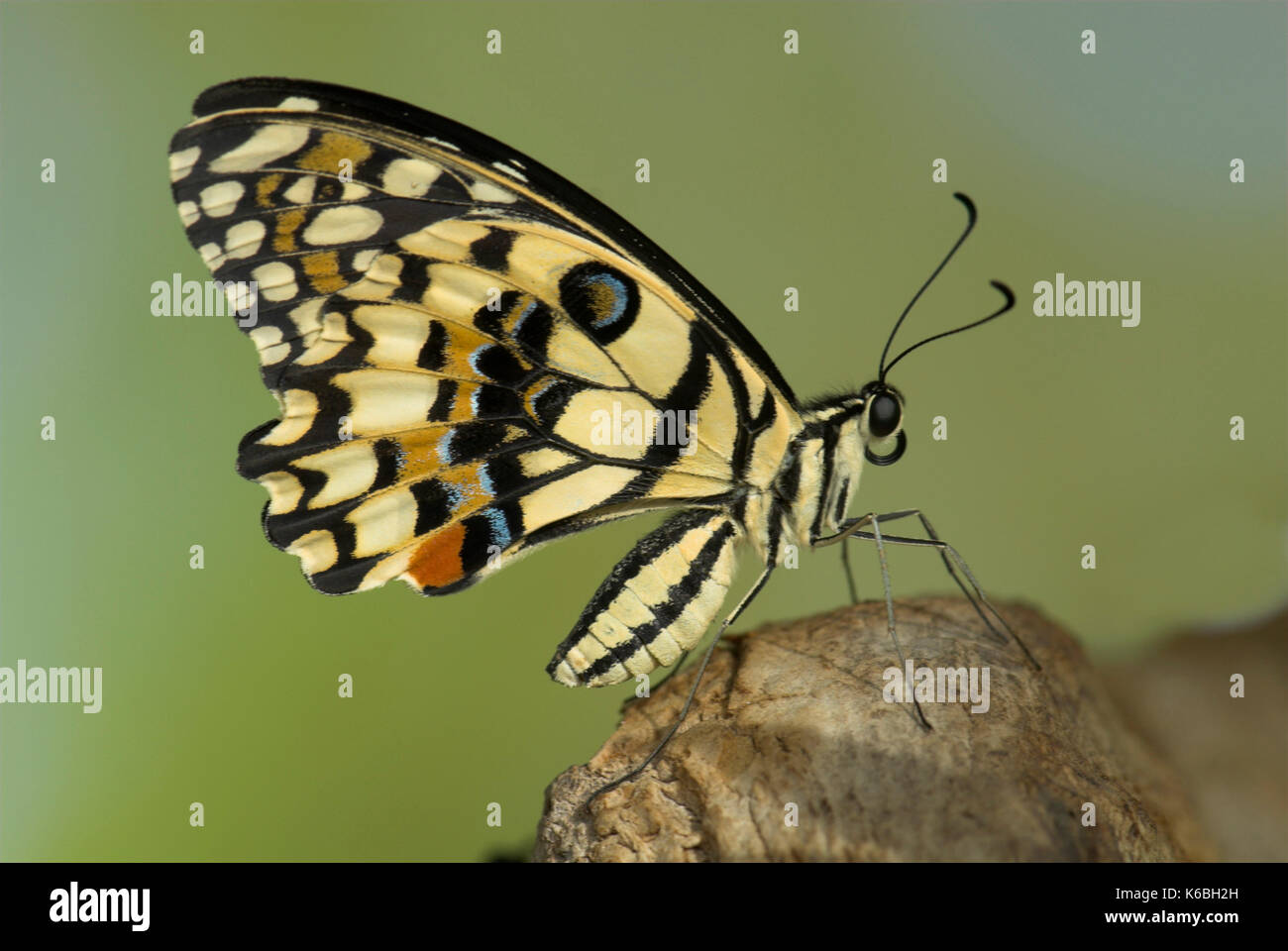 L'alimentation, la chaux swallowtail butterfly papilio demoleus, vue latérale du corps, maintenu au-dessus des ailes attachées à thorax Banque D'Images