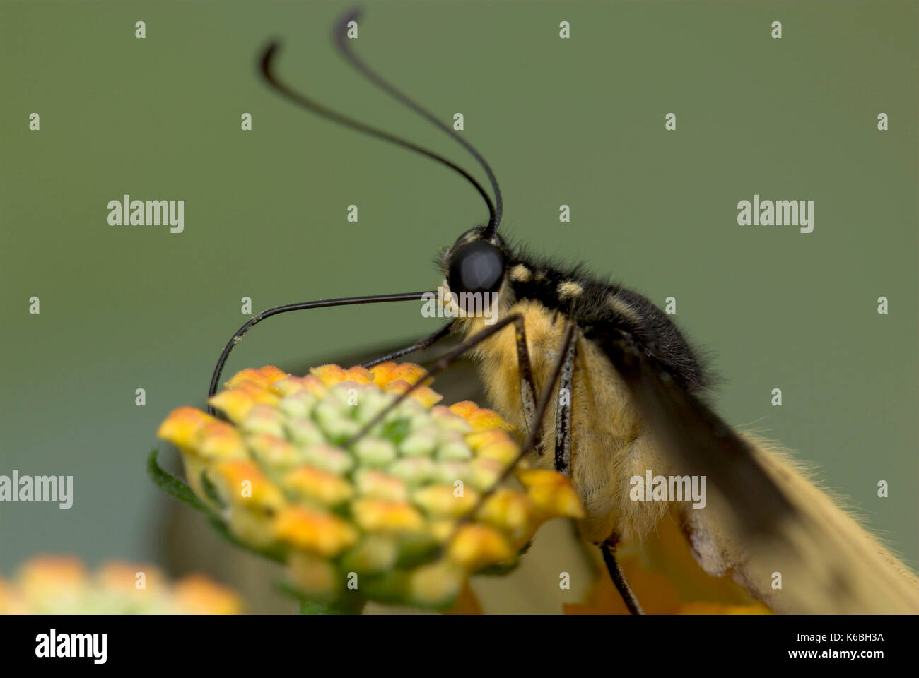 L'alimentation, la chaux swallowtail butterfly papilio demoleus, montrant déroulée de proboscis, nectar de fleur Banque D'Images