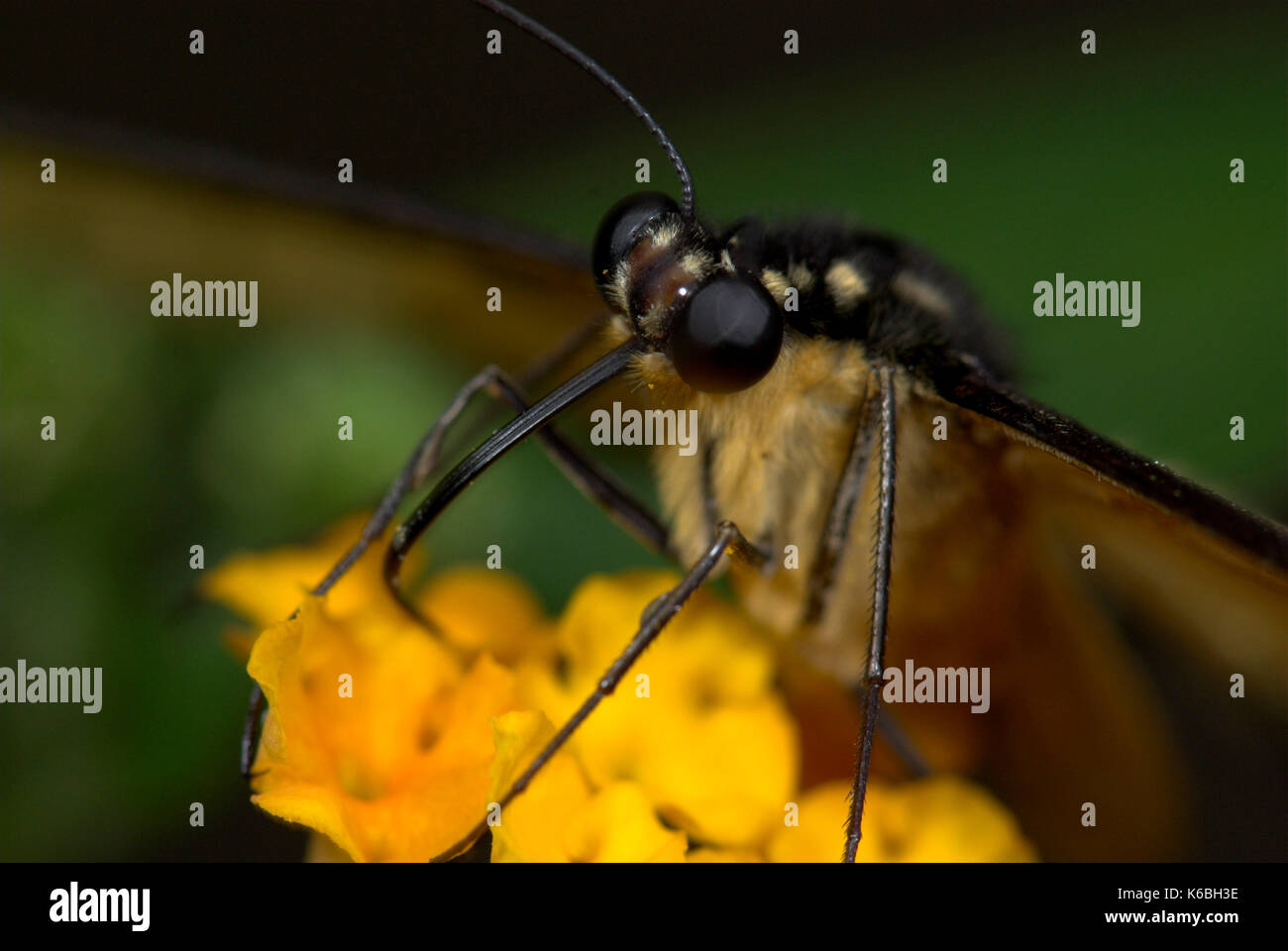 L'alimentation, la chaux swallowtail butterfly papilio demoleus, montrant déroulée de proboscis, nectar de fleur Banque D'Images