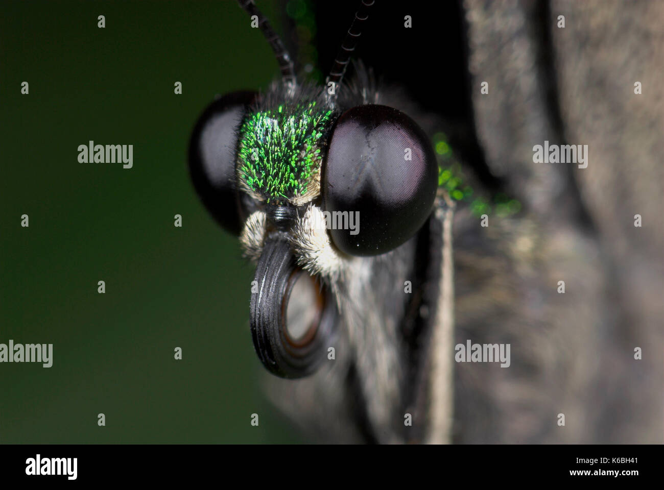 Emerald swallowtail butterfly papilio palinurus, eye, Close up montrant œil composé, noir, philippines Banque D'Images