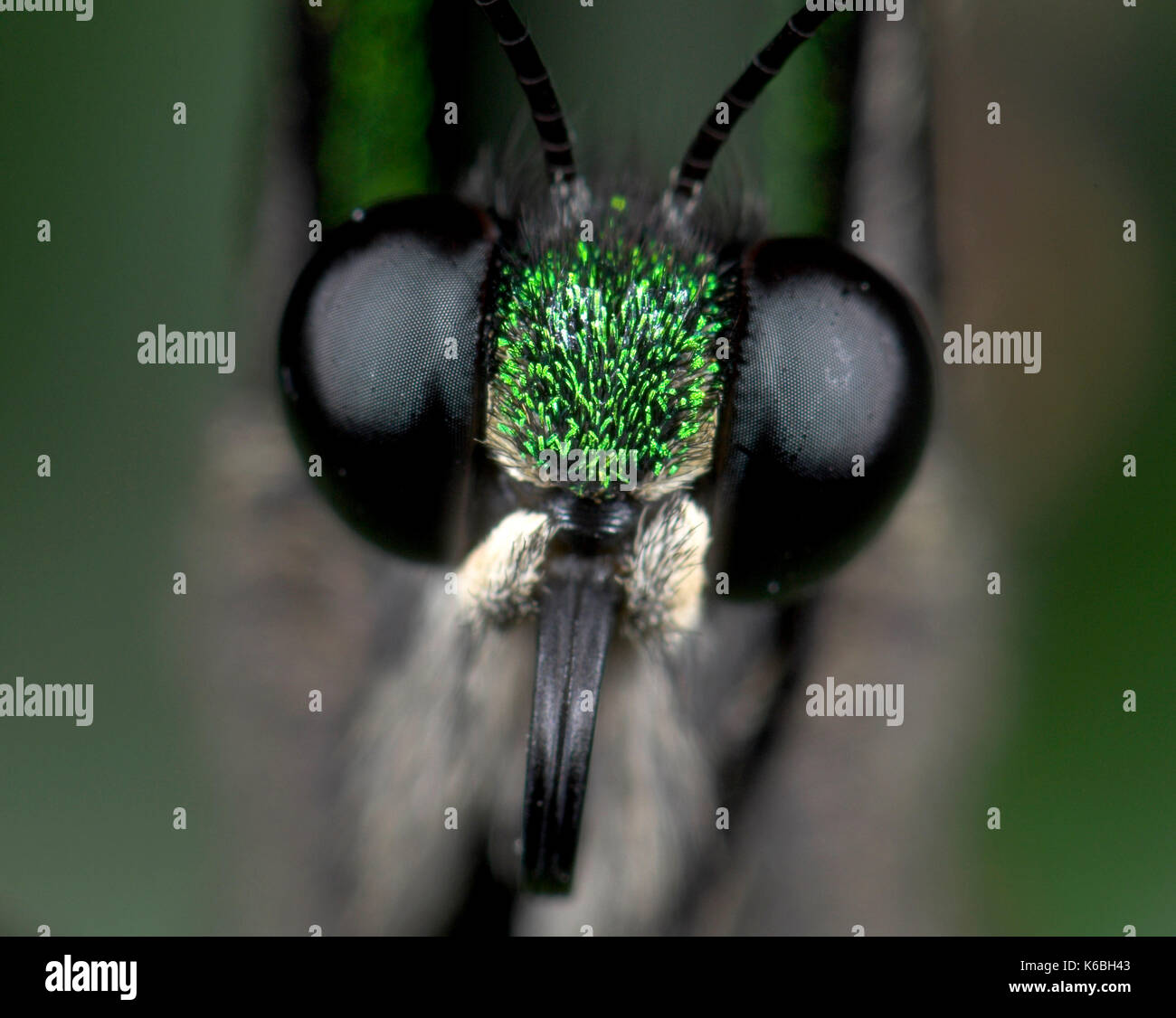 Emerald swallowtail butterfly papilio palinurus, eye, Close up montrant œil composé, noir, philippines Banque D'Images