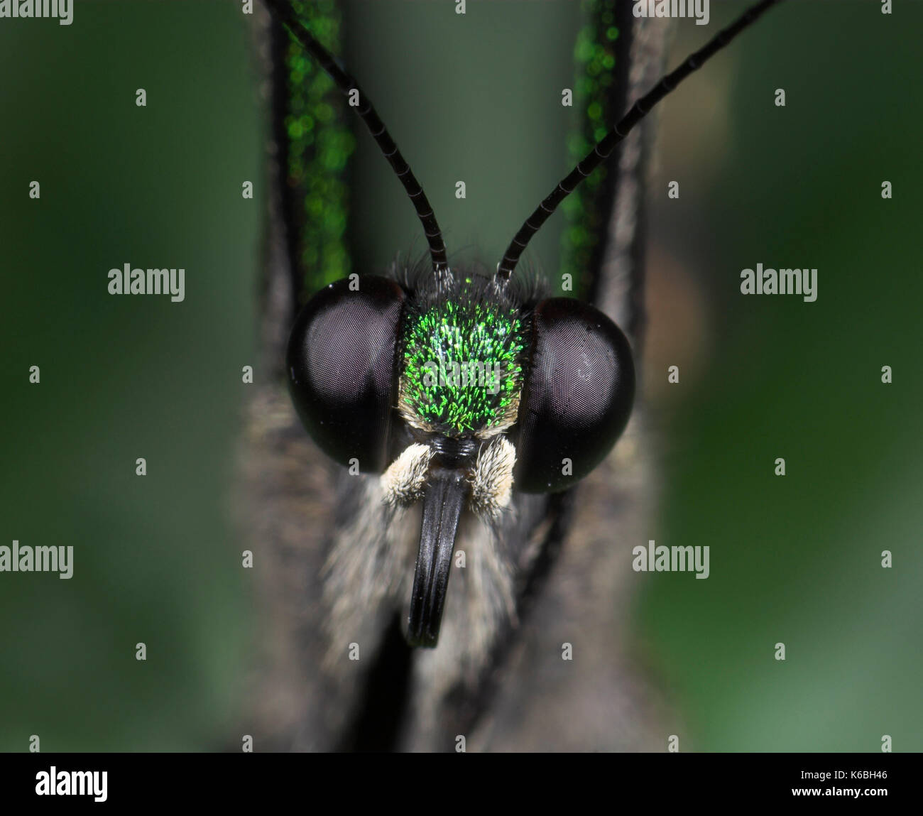 Emerald swallowtail butterfly papilio palinurus, eye, Close up montrant œil composé, noir, philippines Banque D'Images