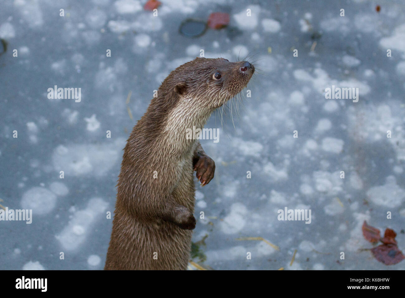 Une eurasienne en captivité la loutre (Lutra lutra) au zoo de Berlin, Allemagne Banque D'Images