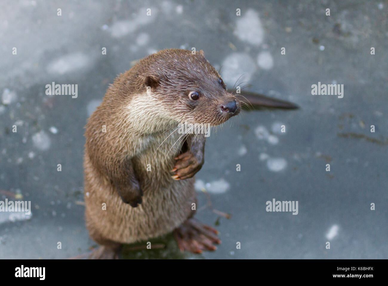 Une eurasienne en captivité la loutre (Lutra lutra) au zoo de Berlin, Allemagne Banque D'Images