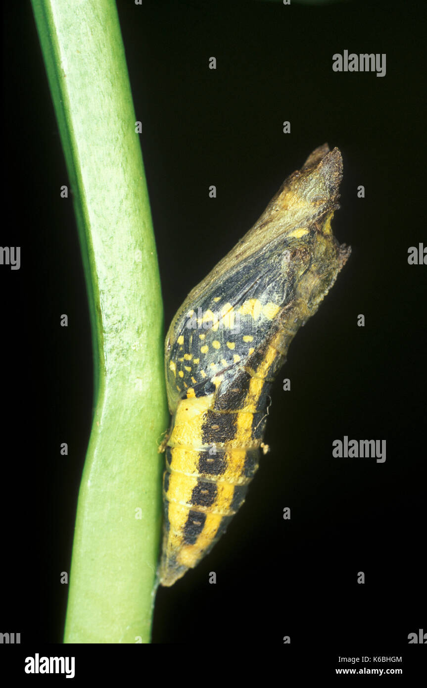 Papillon du machaon, papilio lime demoleus, en Asie et en Australie, les pupes à propos d'éclore, la chaux commune, papillon, papillon citron papillon petits agrumes Banque D'Images