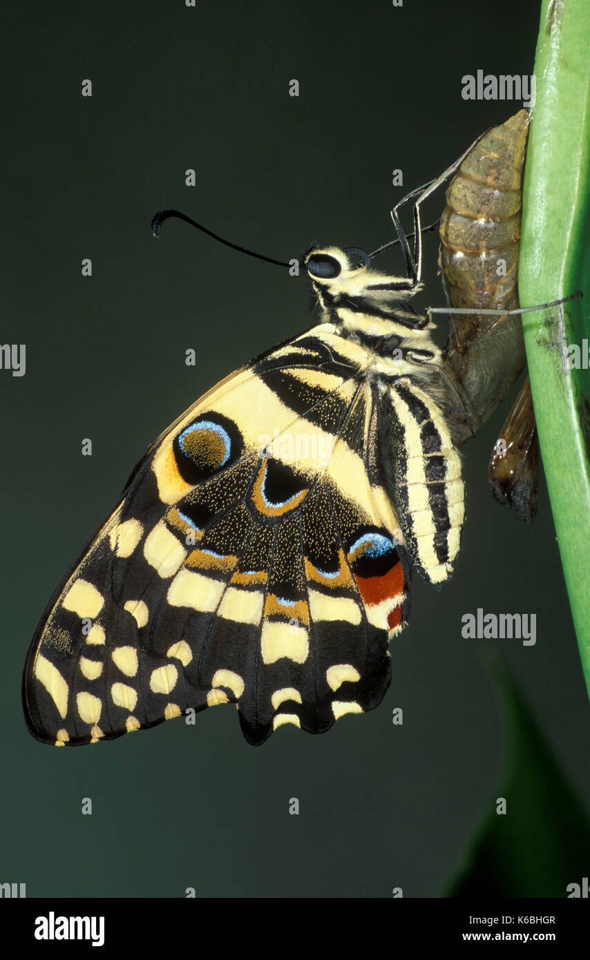 Papillon du machaon, papilio lime demoleus, l'Asie et l'Australie, juste éclos de pupes de chaux commune, papillon papillon citron, petit beurre d'agrumes Banque D'Images