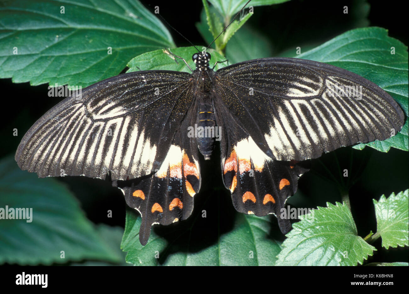 Mormon commun, papillon Papilio polytes, femme, en Asie, des ailes d'hirondelle, ouvert Banque D'Images