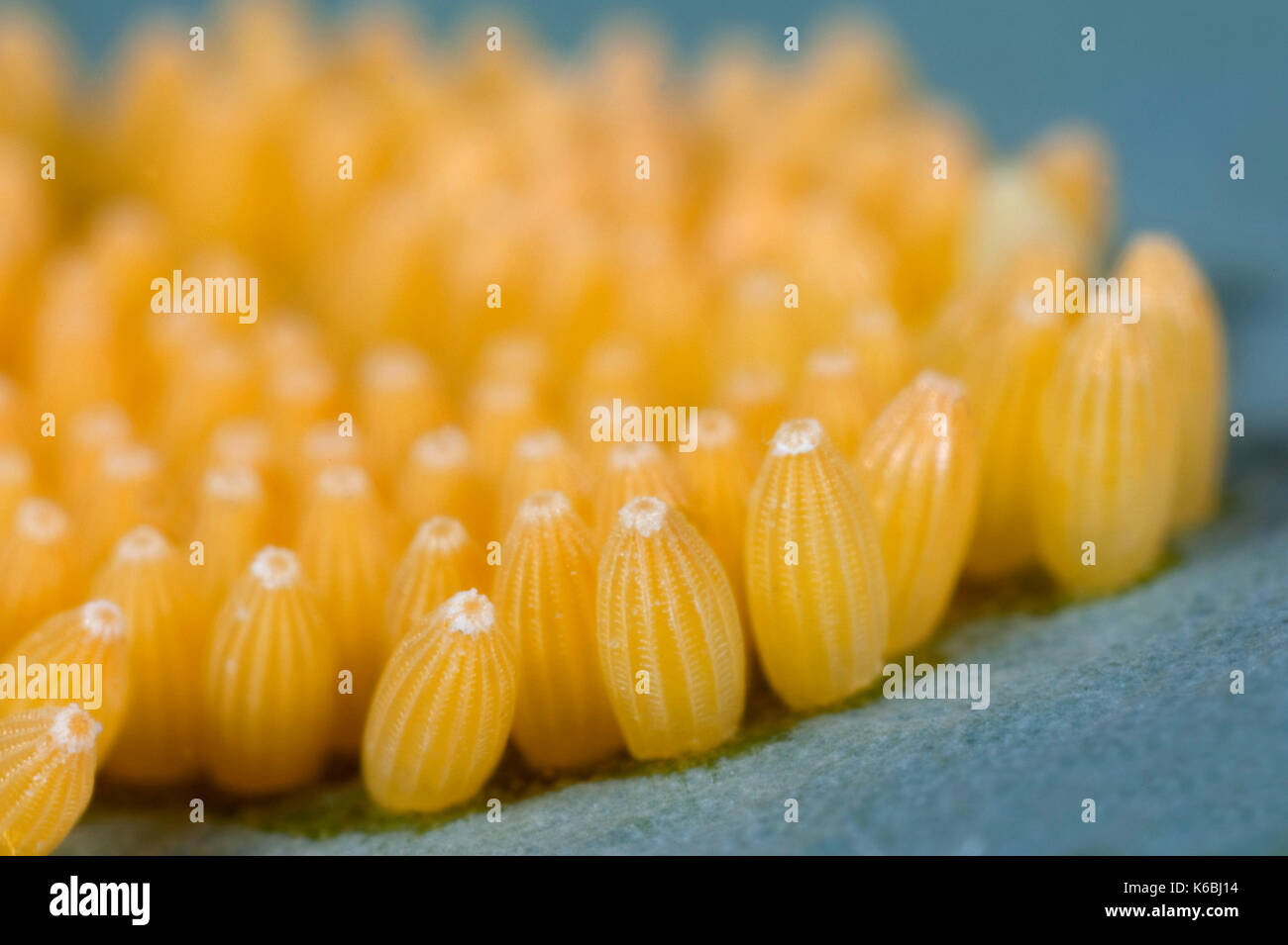 Grand papillon blanc du chou ou des œufs, Pieris brassicae, mis sur plante-hôte de feuille de chou, jaune, cluster, groupe, macro Banque D'Images