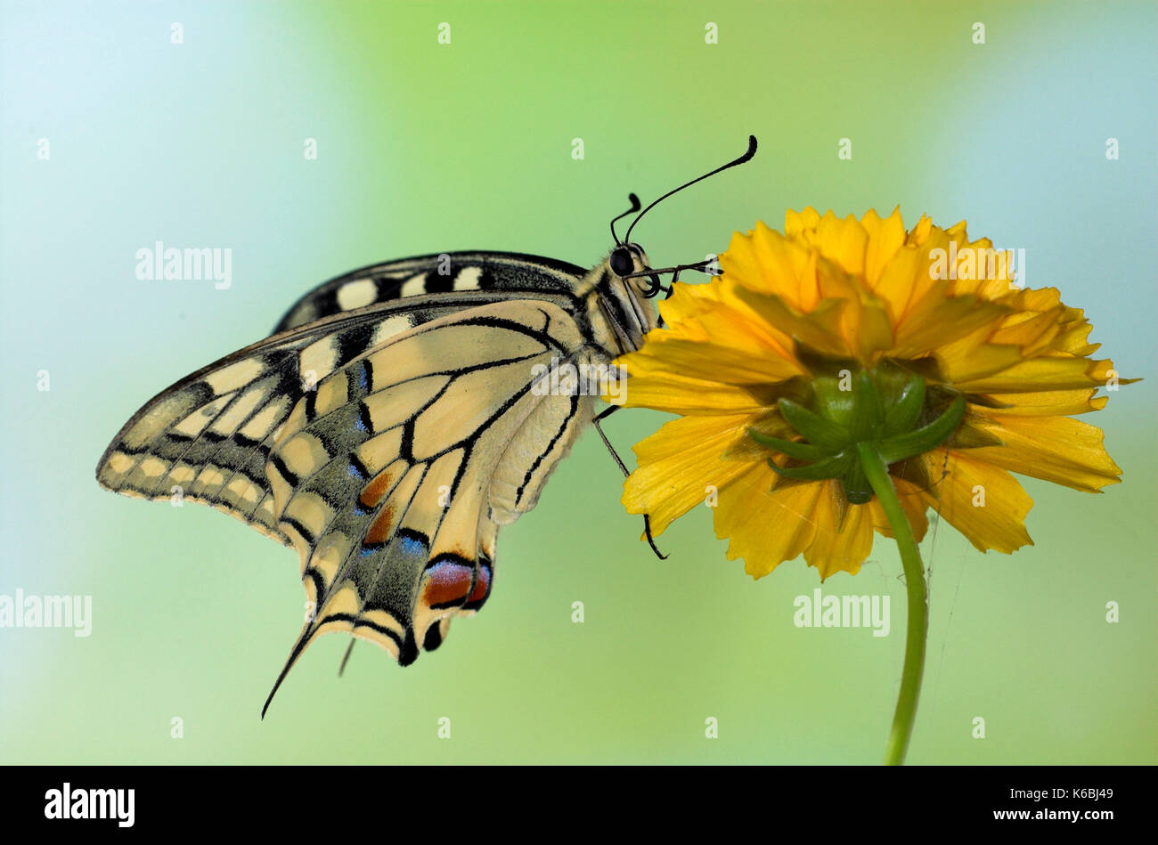 Papillon machaon papilio machaon, fleur jaune, reposant sur Banque D'Images