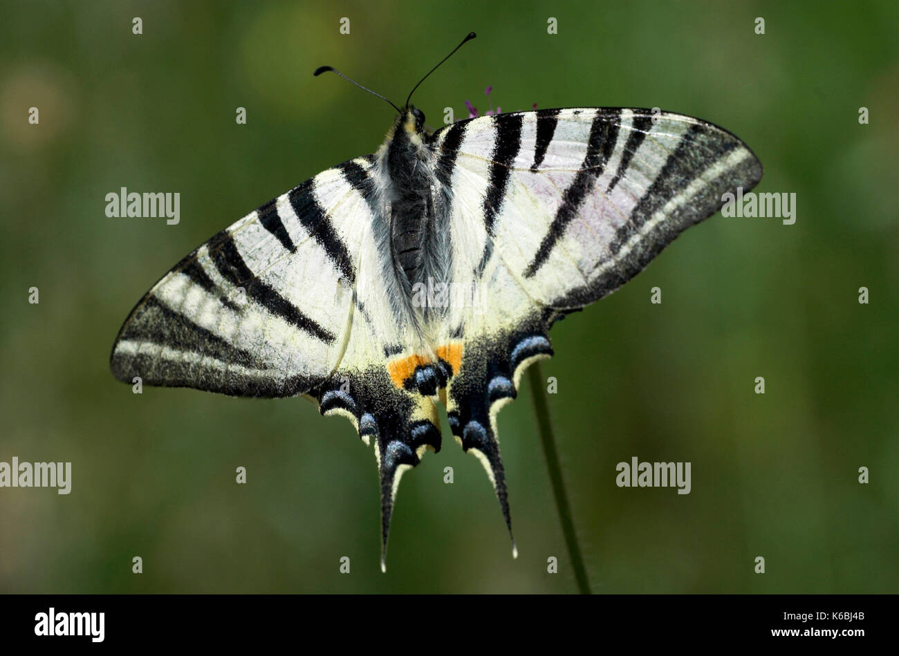 Les rares swallowtail butterfly, Iphiclides podalirius, le repos avec des ailes ouvertes, motif en noir et blanc, provence Banque D'Images