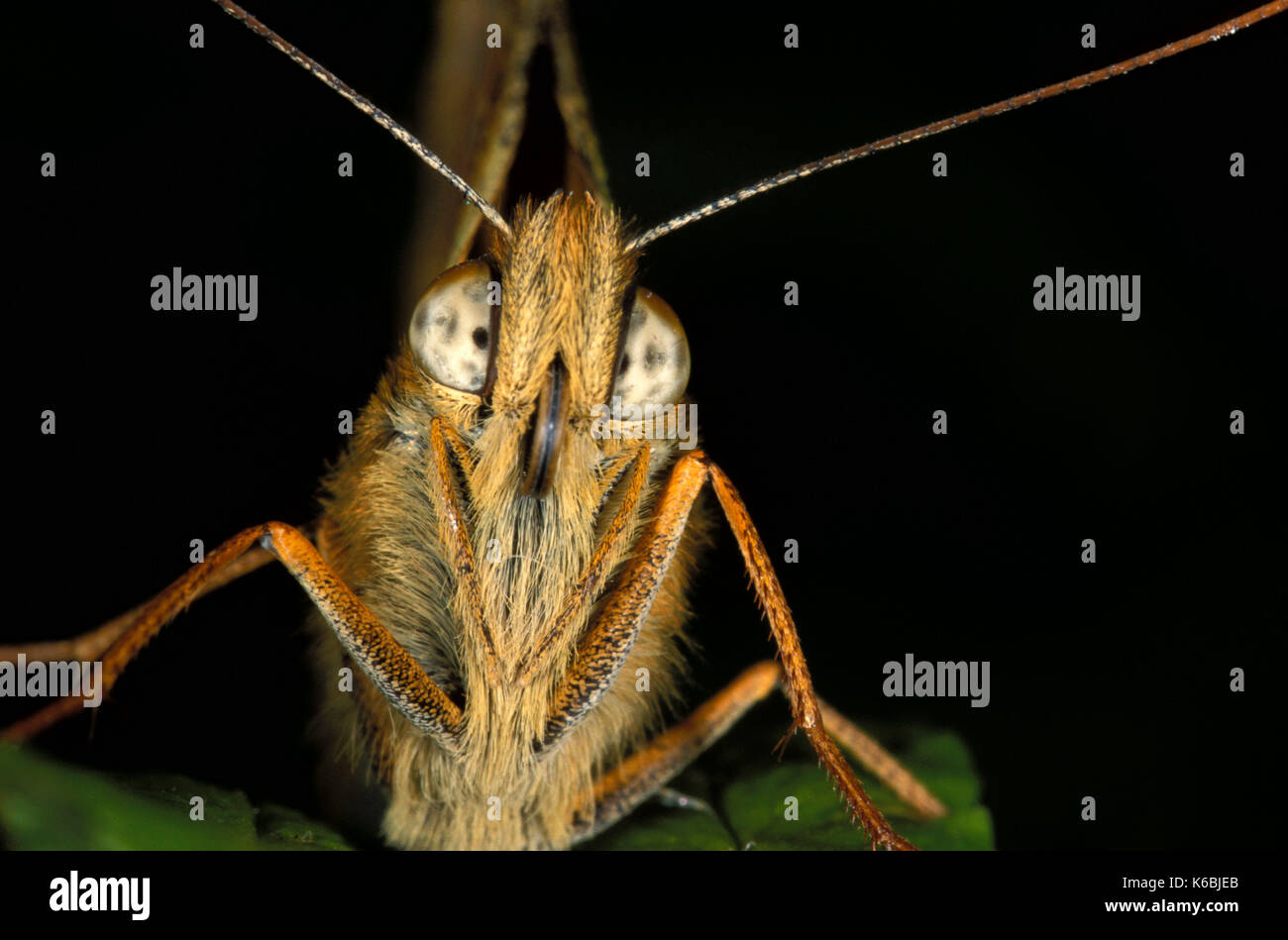 Dark green fritillary argynnis, aglaga, papillon, adulte, tête sur vue montrant l'yeux composés et de l'antenne, macro, technique photographique Banque D'Images
