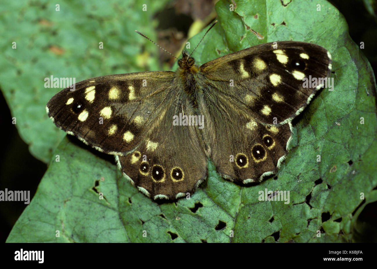 Papillon pararge aegeria bois moucheté, sur feuilles présentant des ailes brun tacheté, des yeux morts, forêt, Banque D'Images