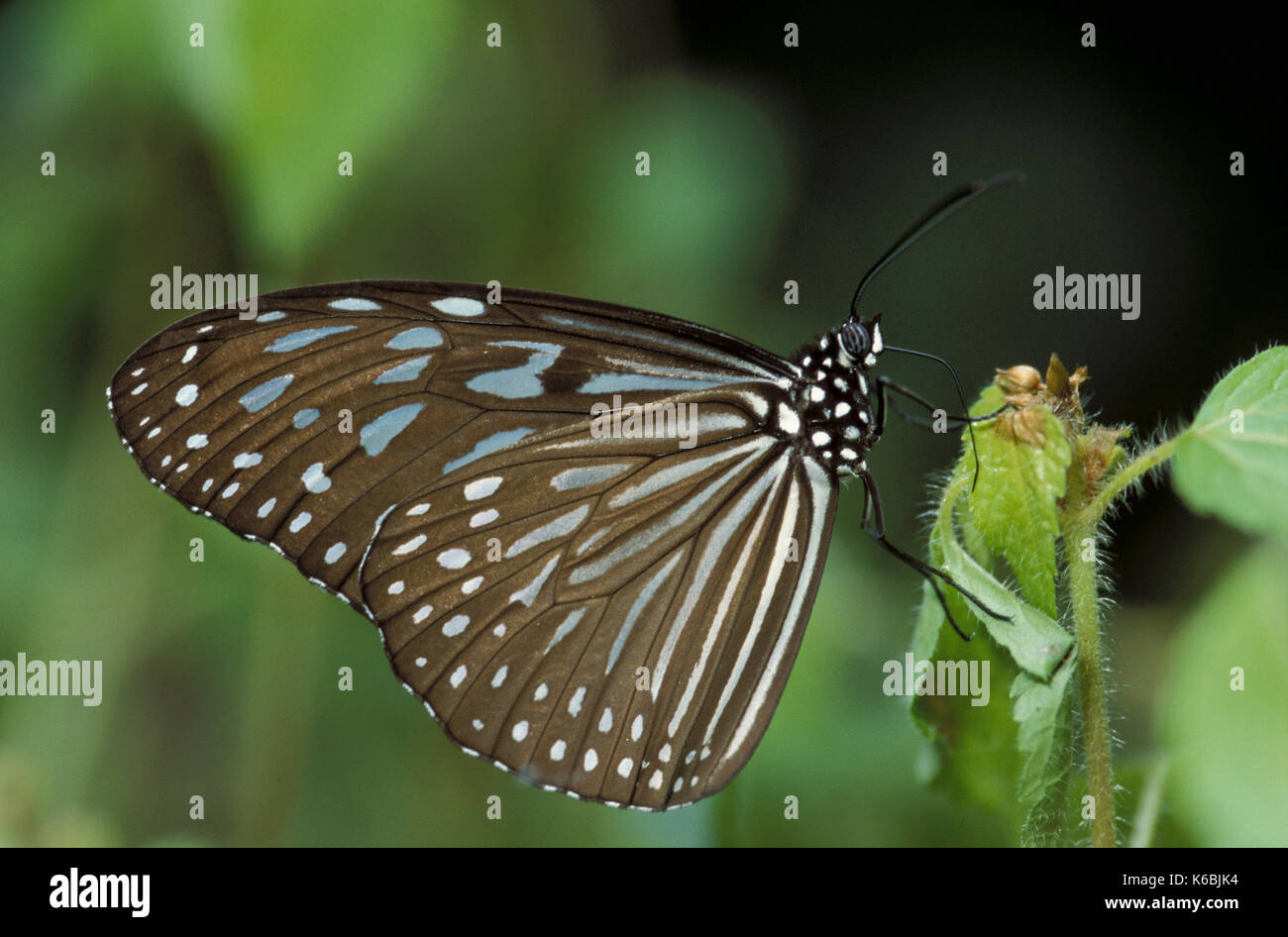 Striped blue crow, euploea mulciber, papillon, bataillais Hot Springs, Sabah, Banque D'Images