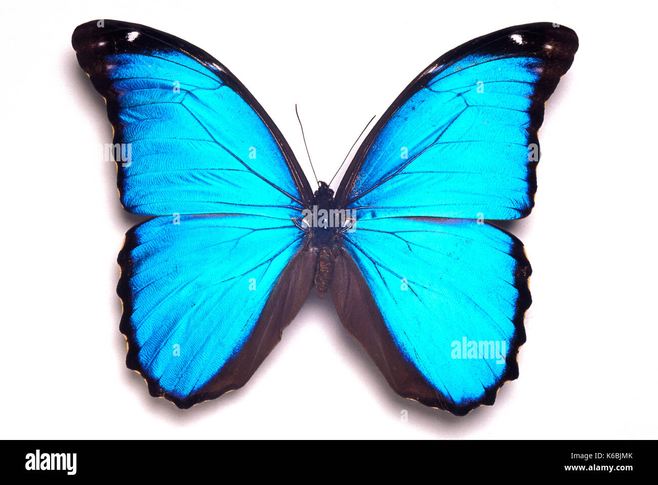 Papillon morpho peleides morpho () open wings blue irridescent, fond blanc, cut out Banque D'Images