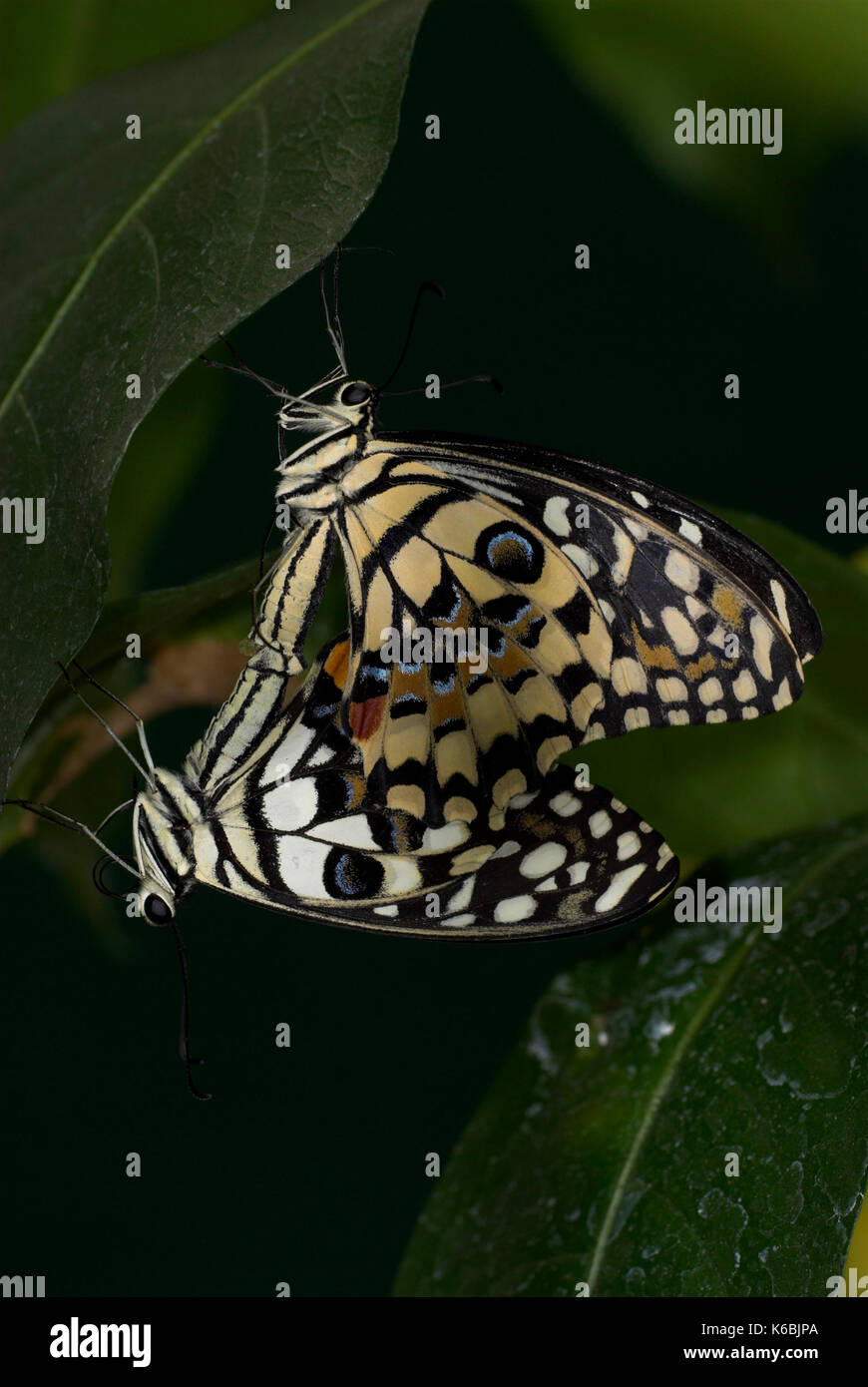 Papillon du machaon, papilio lime demoleus, paire d'accouplement, la Thaïlande, l'Asie du sud Banque D'Images