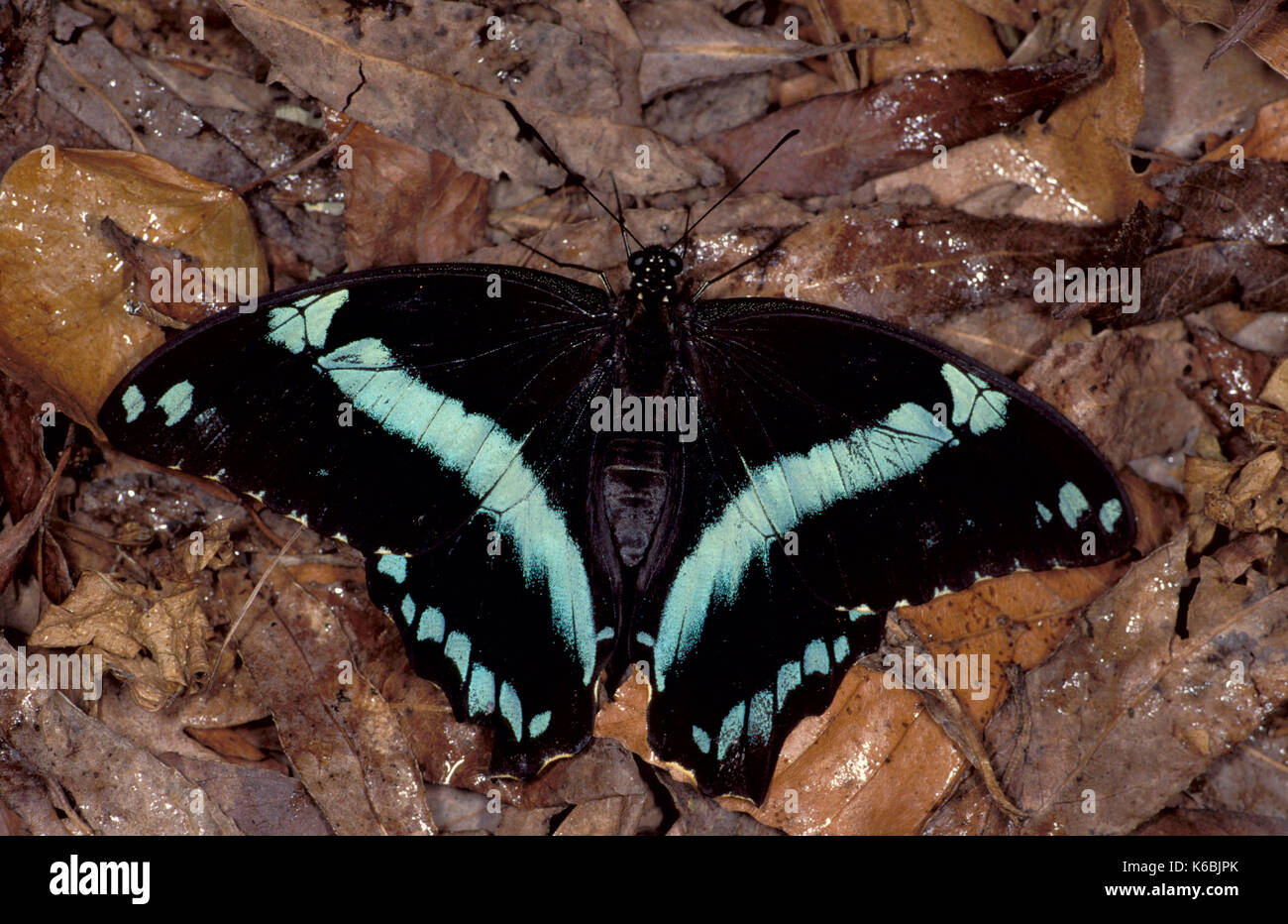 Bandes bleu, papillon du machaon papilio nireus, le repos avec des ailes ouvertes, les couleurs bleu et noir Banque D'Images