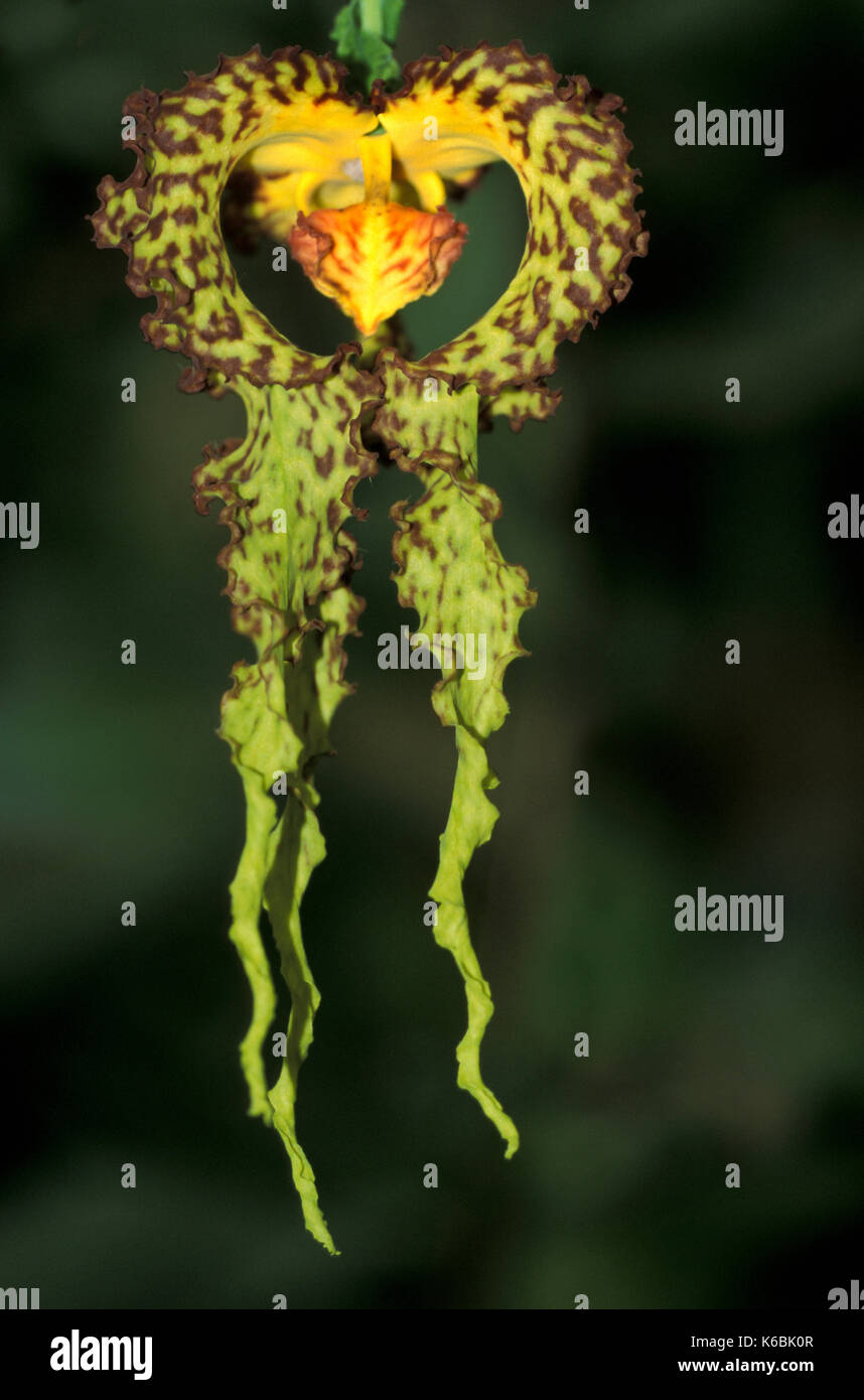 Orchidée papillon, Psychopsis papilio, Genre : Oncidium, Asa Wright, Trinidad, également trouvé dans toute l'Amérique du Sud Banque D'Images