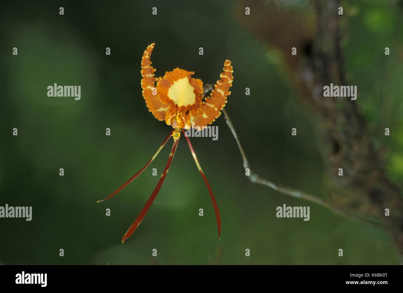 Orchidée papillon, Psychopsis papilio, Genre : Oncidium, Asa Wright, Trinidad, également trouvé dans toute l'Amérique du Sud Banque D'Images