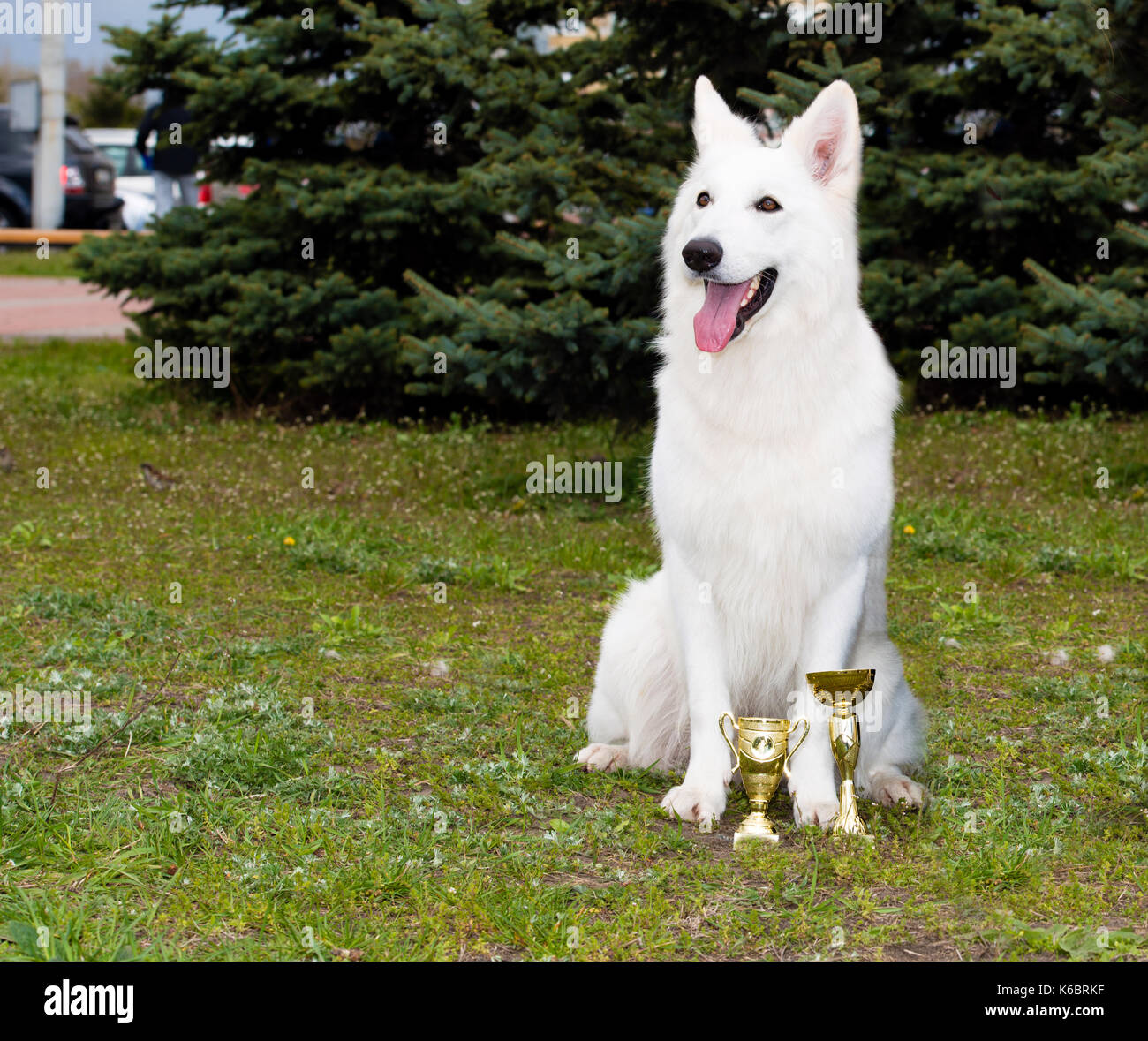 Berger Blanc sièges. le Berger Blanc sièges dans le parc à l'herbe. Banque D'Images