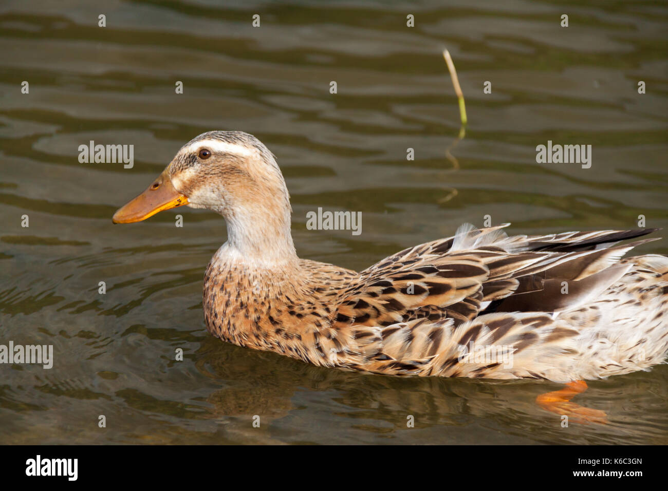 Seule femelle Canard colvert natation sur le lac Vert, Açores, Portugal Banque D'Images