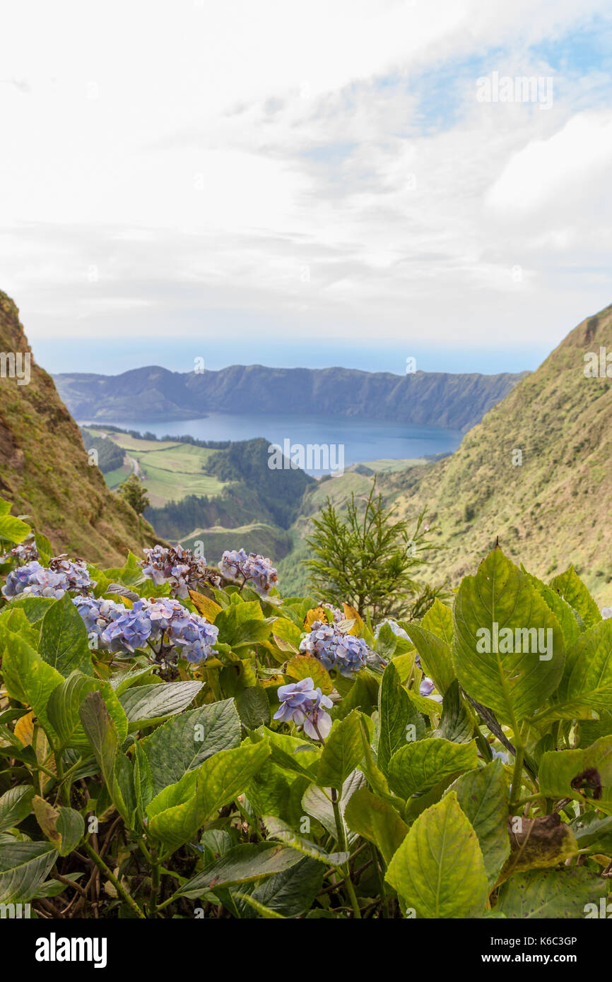 Lagoa Azul avec Hortensia Bleu Plantes, Sao Miguel, Açores Banque D'Images