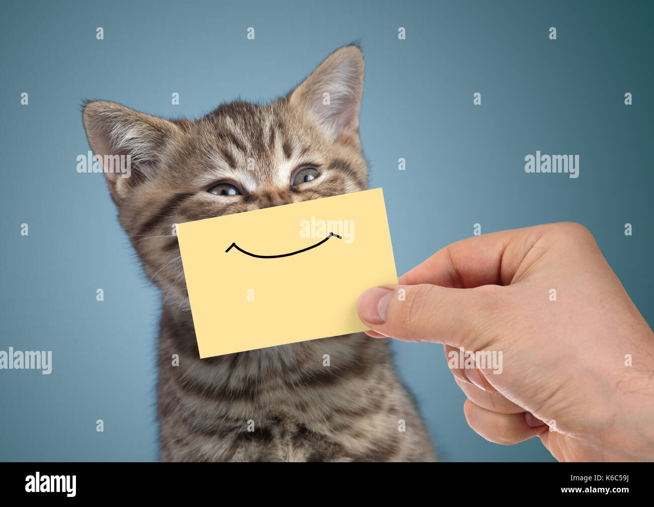 Portrait de chat heureux avec drôle sourire sur carton Banque D'Images