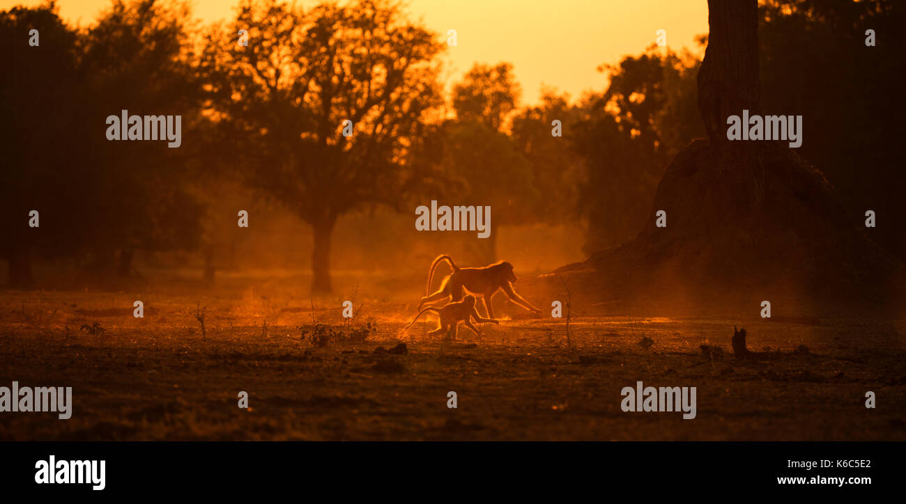 Des babouins chacma fonctionnant en lumière dorée avec la poussière, mana pools national park, Zimbabwe Banque D'Images