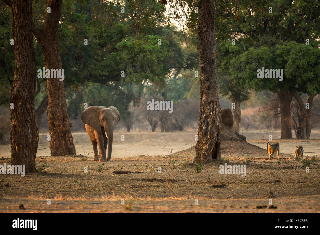 Elephant walking in acacia albida forêt en mana pools, Zimbabwe Banque D'Images