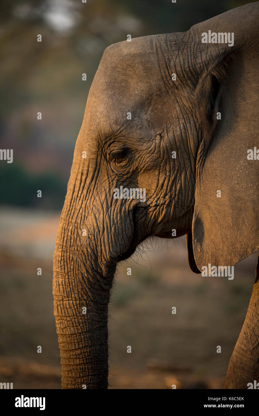Close up de la tête d'éléphant, Mana Pools, Zimbabwe Banque D'Images