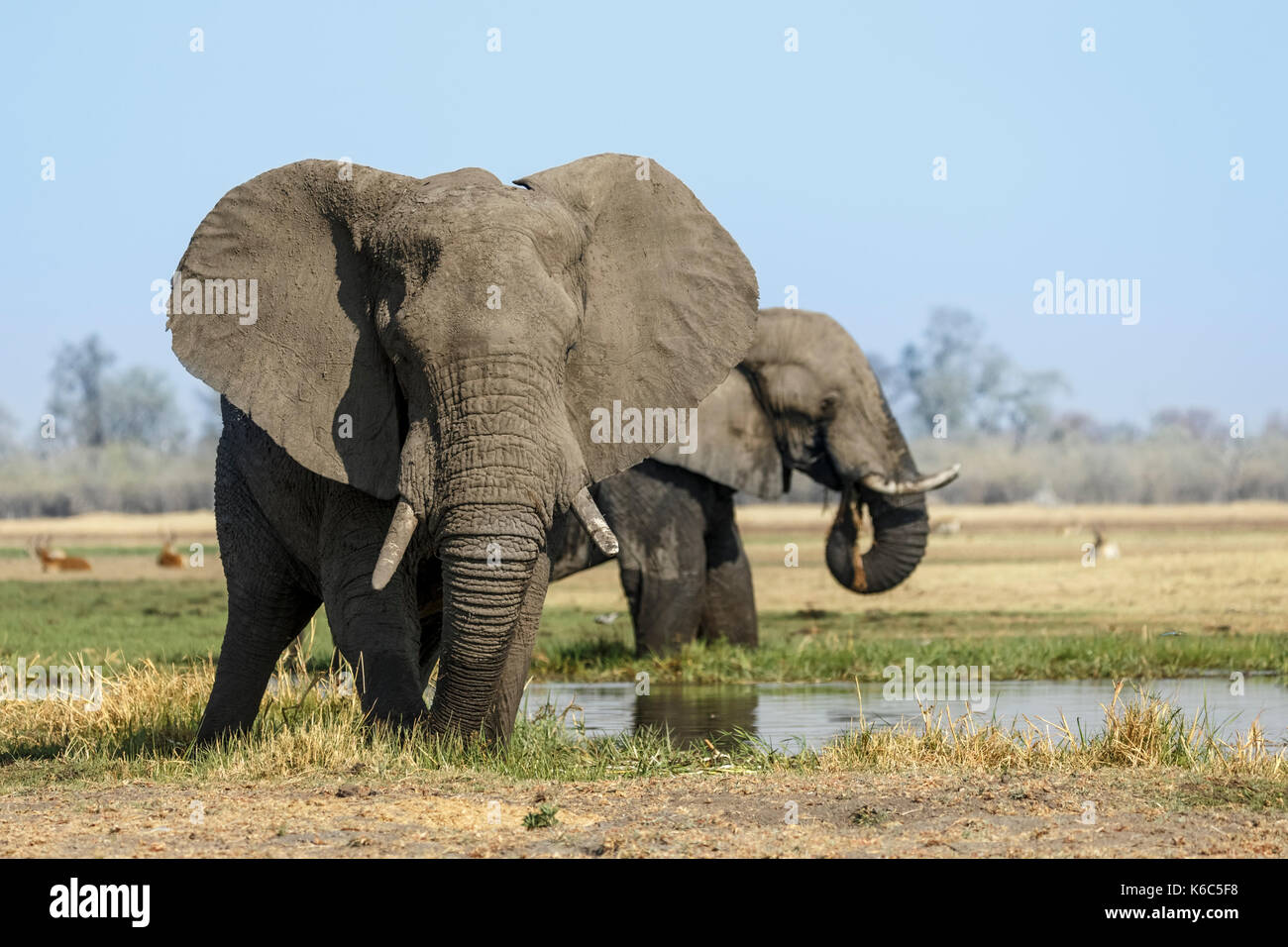 À l'éléphant dans la rivière khwai, delta de l'Okavango Banque D'Images