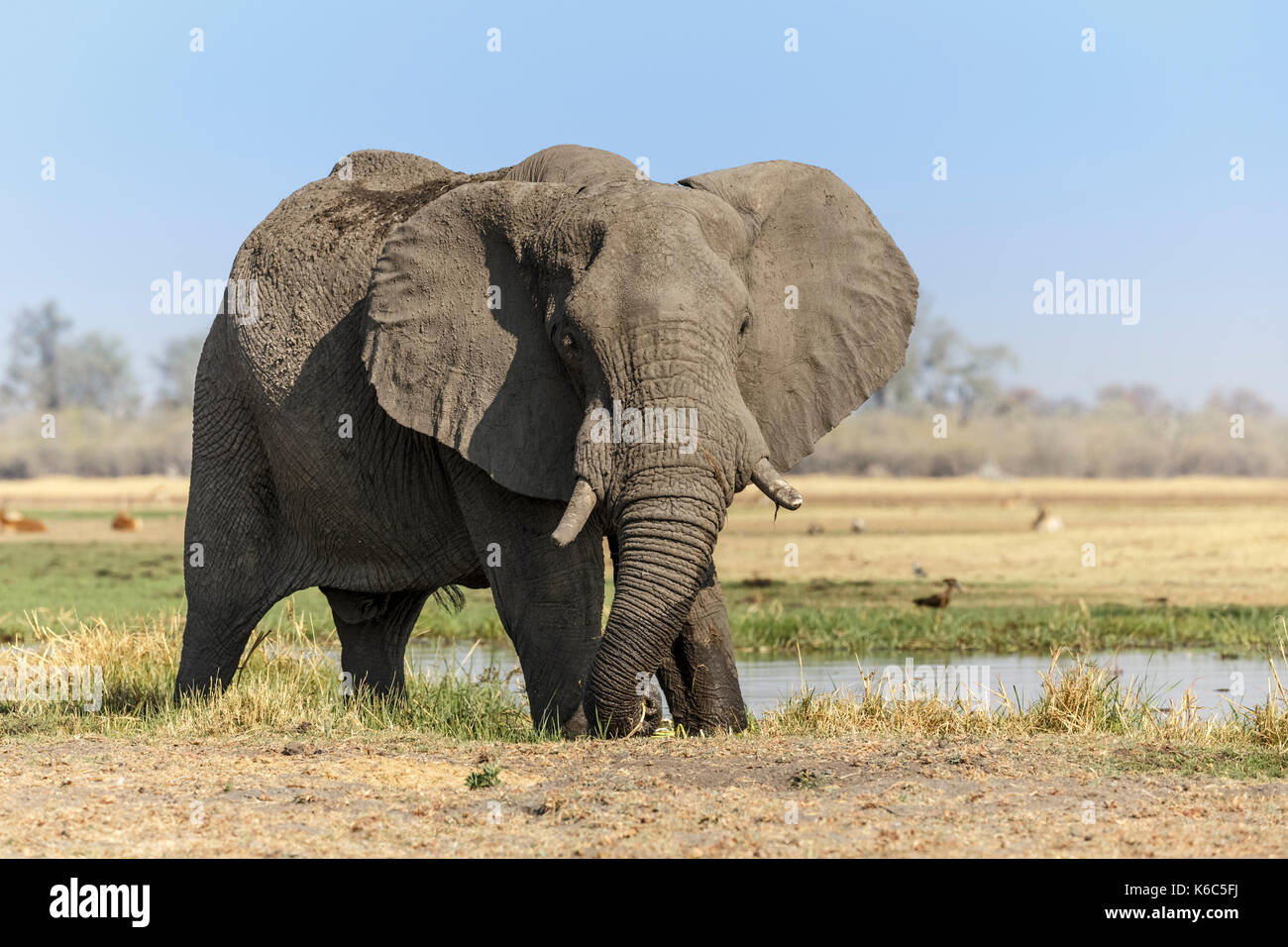 À l'éléphant dans la rivière khwai, delta de l'Okavango Banque D'Images