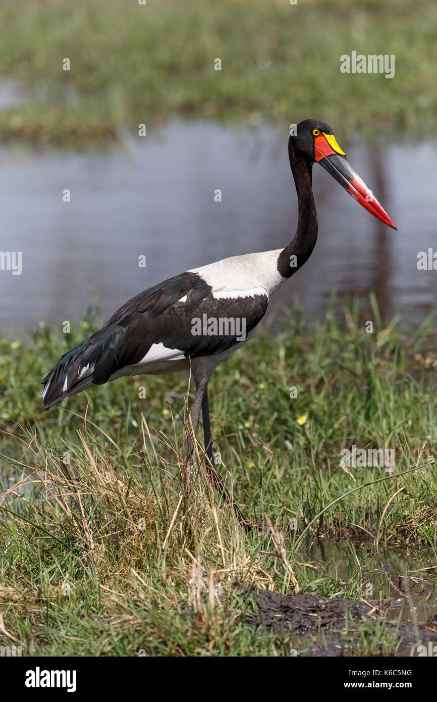 Bec de selle stork pêche en rivière Kwaï, botswana Banque D'Images